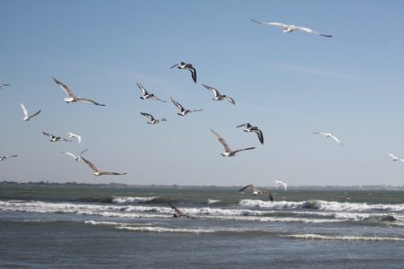 Isla cristina, Spain, Birds photo