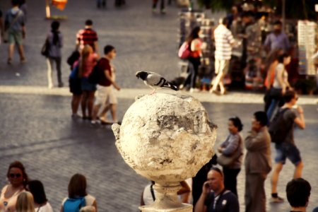 Rome, Italy, Pigeon
