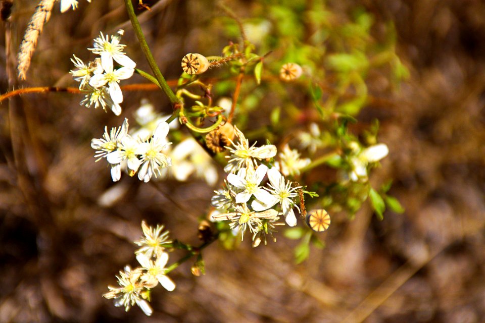 Valderrobres, Spain, Flowers