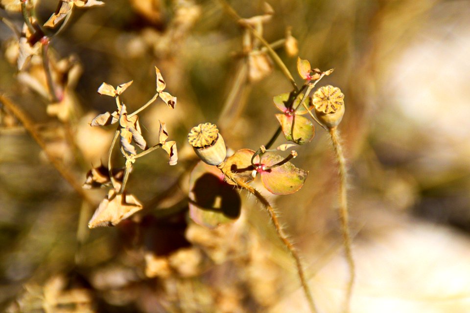 Valderrobres, Spain, Plants
