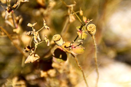 Valderrobres, Spain, Plants