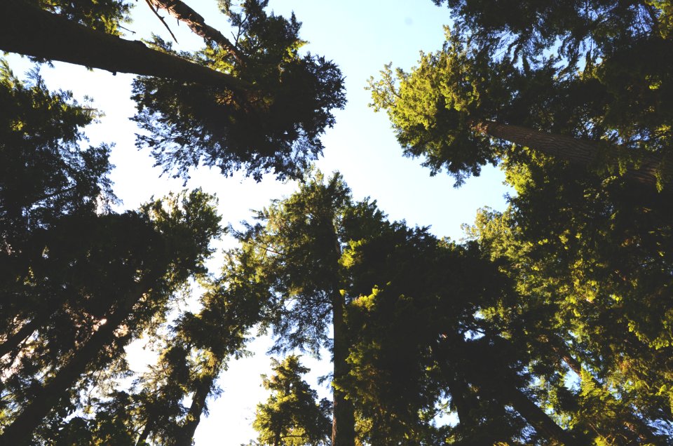 Cathedral grove, Qualicum, Canada