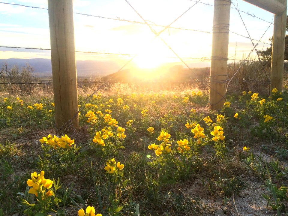 Floral, Flowers, Fence