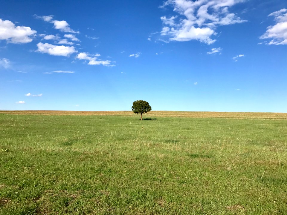 Cloud, Sky, Tree
