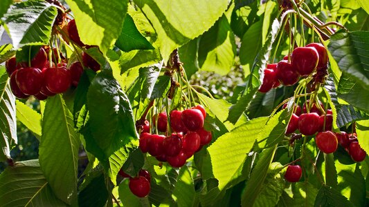 Fruit red fruits fruit tree