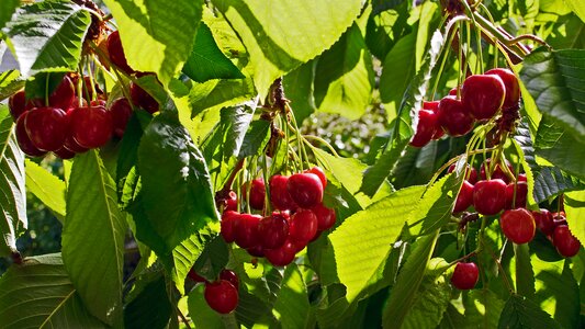 Fruit red fruits fruit tree photo