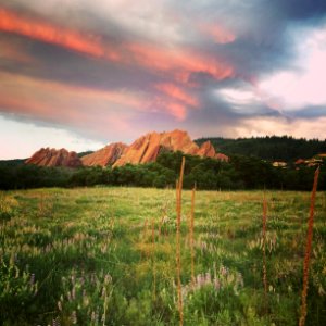 Roxborough park, United states, Tree