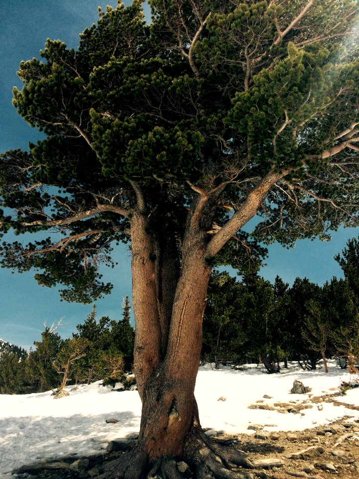 Snow, Beautiful, Bark