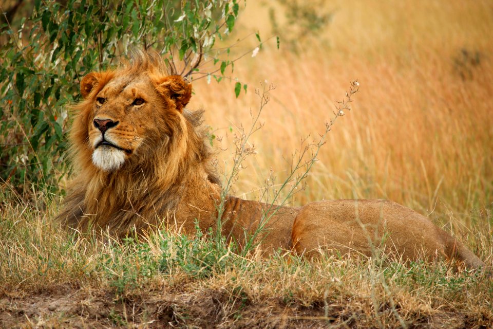 A lion lying on the ground. photo