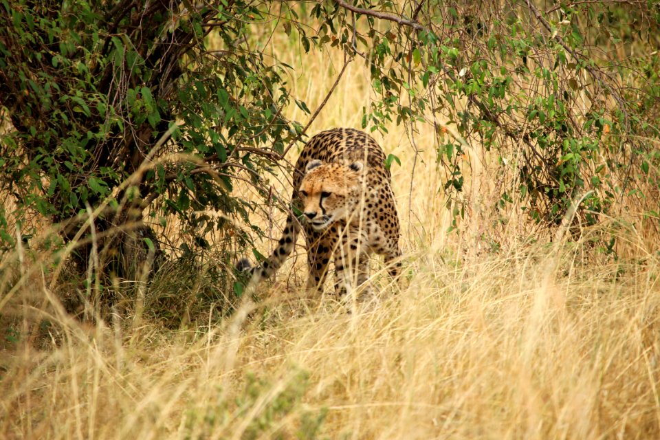 Masai mara game reserve, Kenya, Vegetation photo