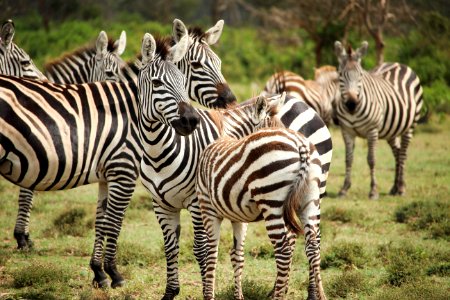 Mount longonot hiking trail, Kenya, Watch