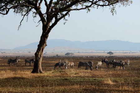 Serengeti national park, Tanzania, Animals