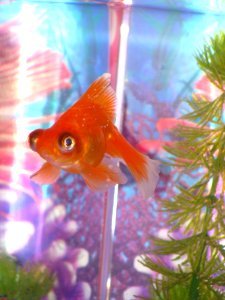 Swimming, Underwater, Plant