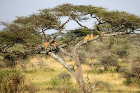 Serengeti national park, Tanzania, Branch