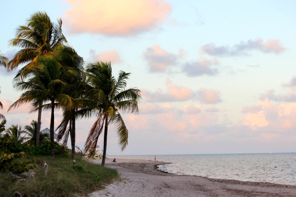 Plants, Shore, Water