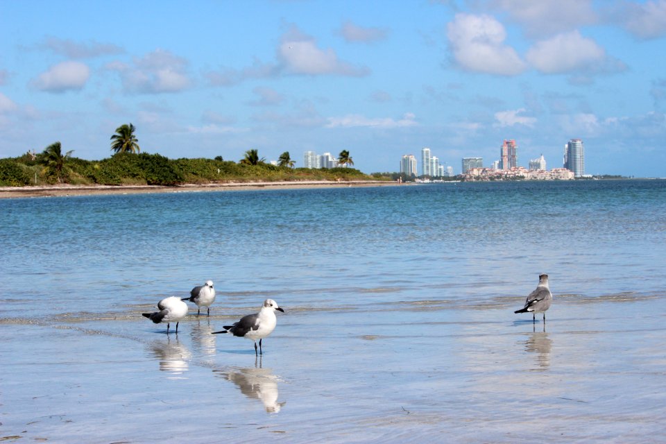 Bird, Buildings, Palm tree