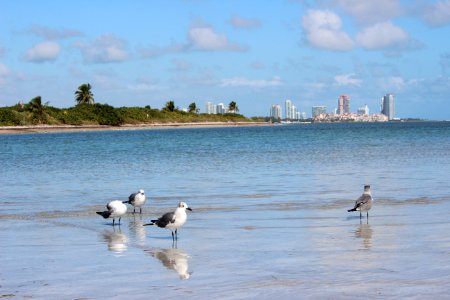 Bird, Buildings, Palm tree