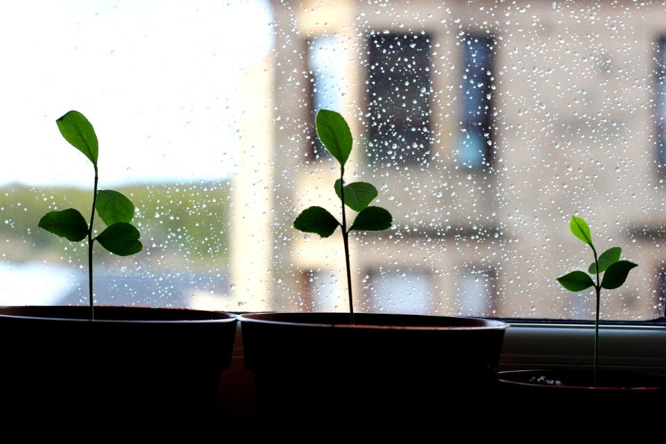 Glasgow, United kingdom, Gardening