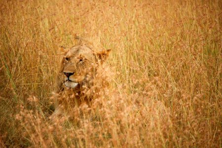 lion on brown grass field during daytime