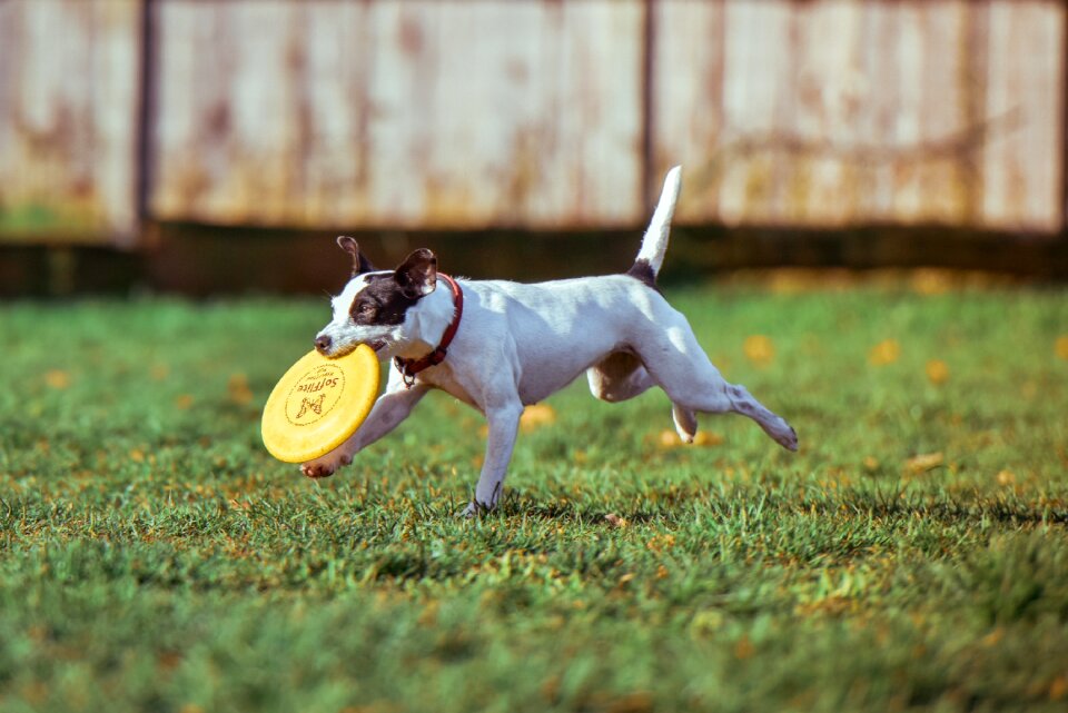 Cute dog domestic