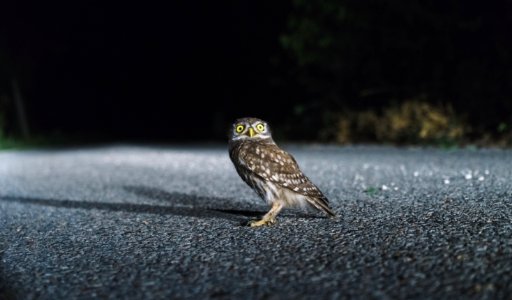 Feathers, Eyes, Night photo