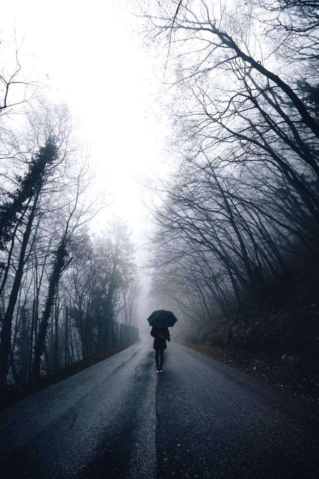 Road, Forest, Moody