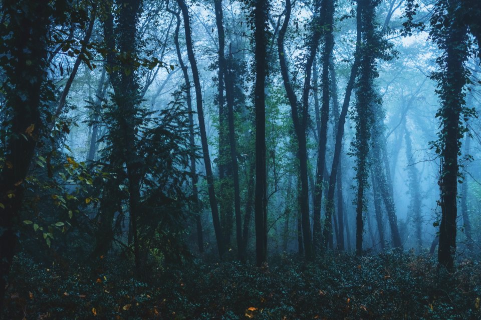 Trees, Forest, Leaves