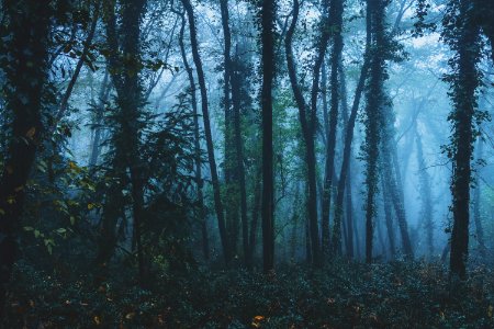 Trees, Forest, Leaves