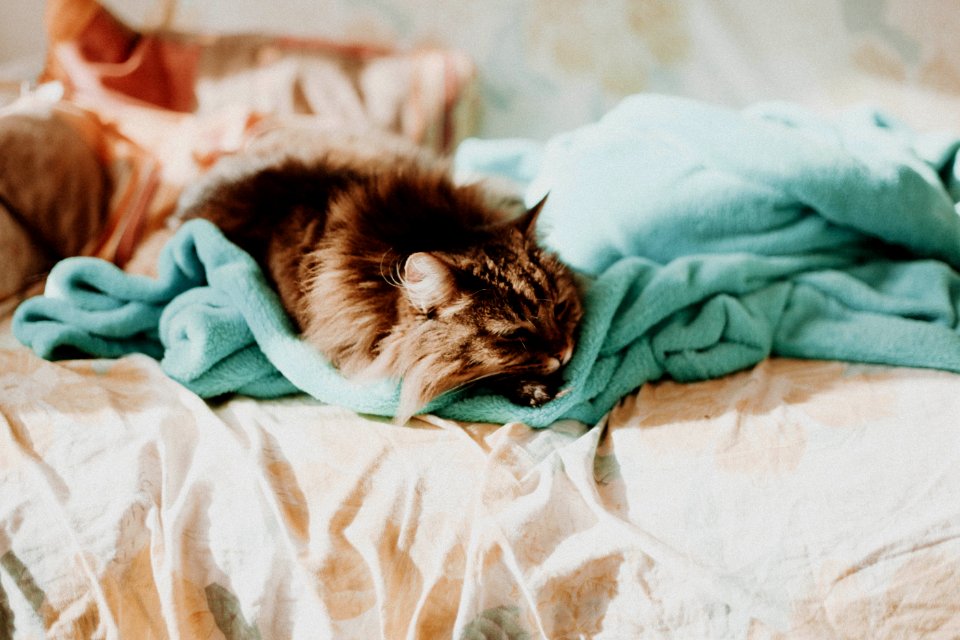 cat sleeping on teal comforter photo