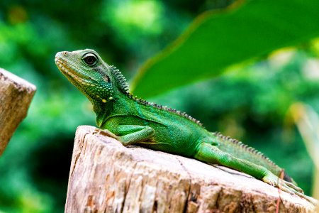 green iguana