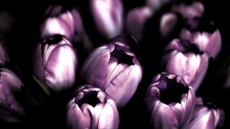 selective focus photography of purple petaled flower photo