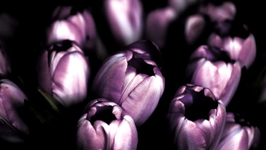 selective focus photography of purple petaled flower photo