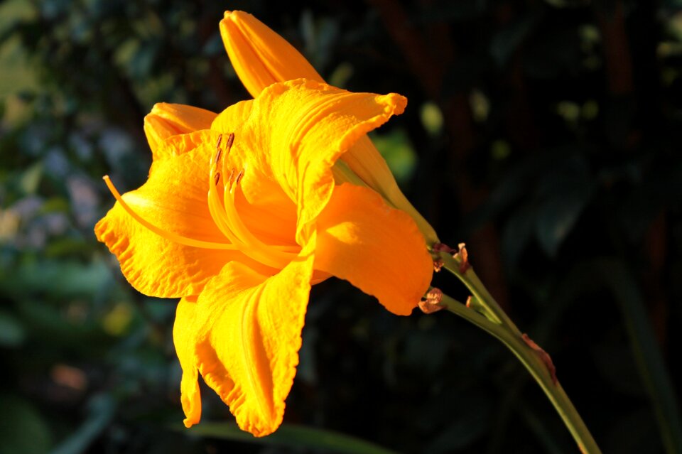 Flower bloom bright