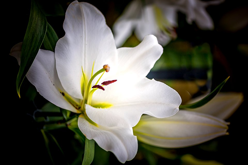 Leaves, Green, Flower petal