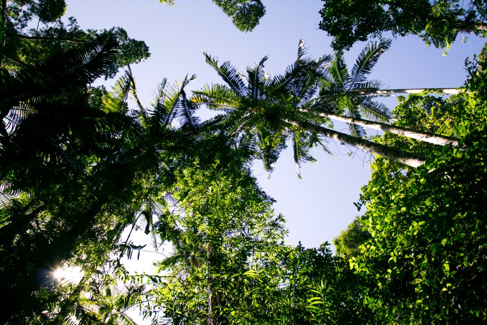 Palm tree, Jungle, Sky