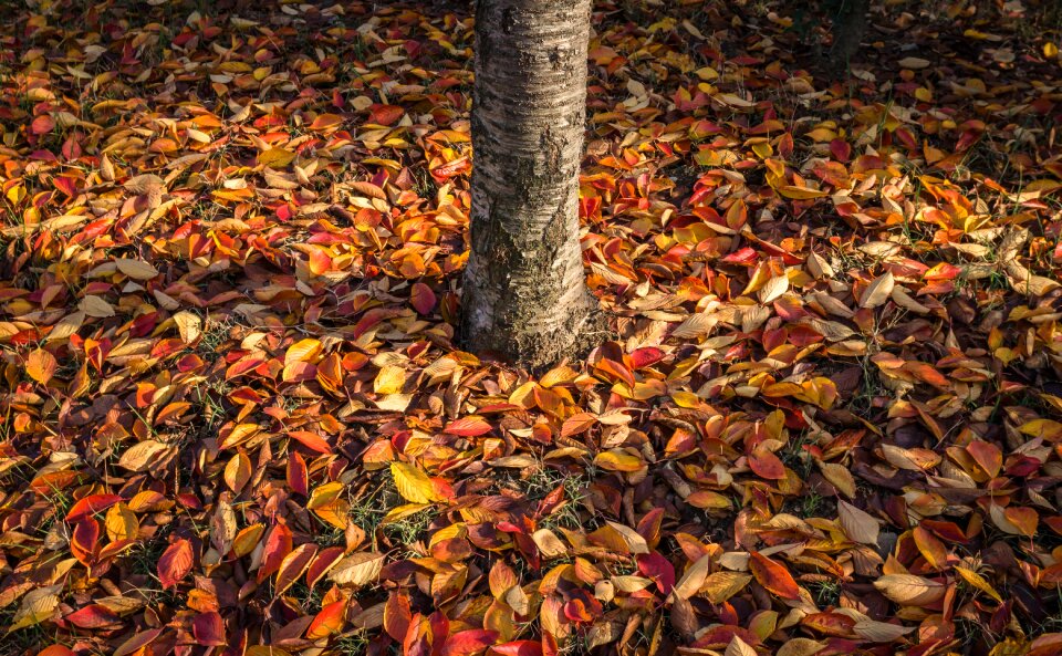 Wood plants the leaves