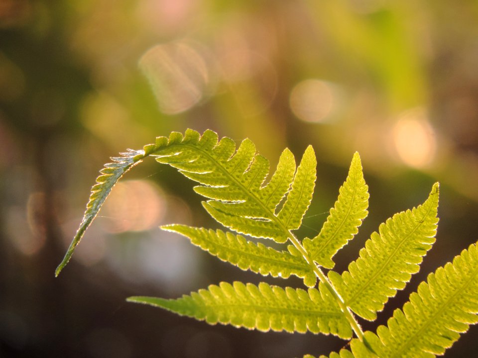 Photography, Macro, Sapling