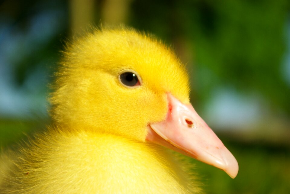 Duck child sweet yellow