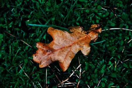Grass, Oak, Leave