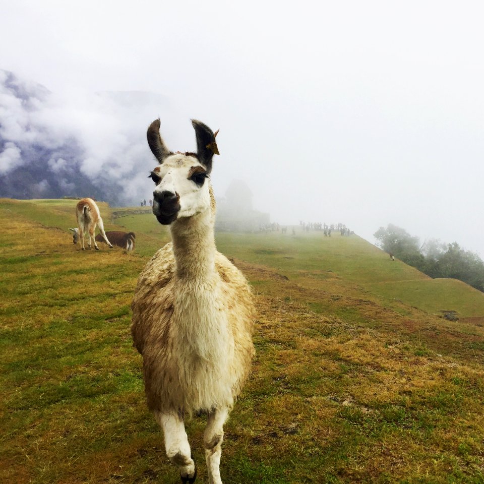 Peru, Machu picchu, Alpaca