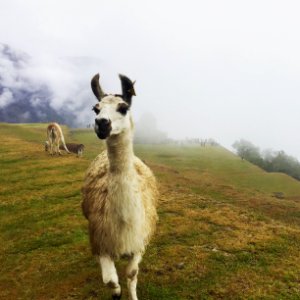Peru, Machu picchu, Alpaca photo