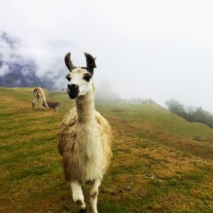 Peru, Machu picchu, Alpaca