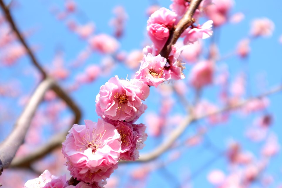 Close up, Sakura, Pink