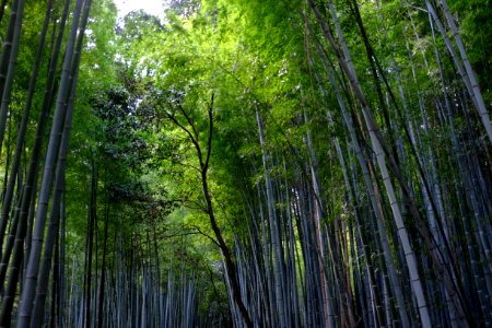 Life, Outdoors, Green