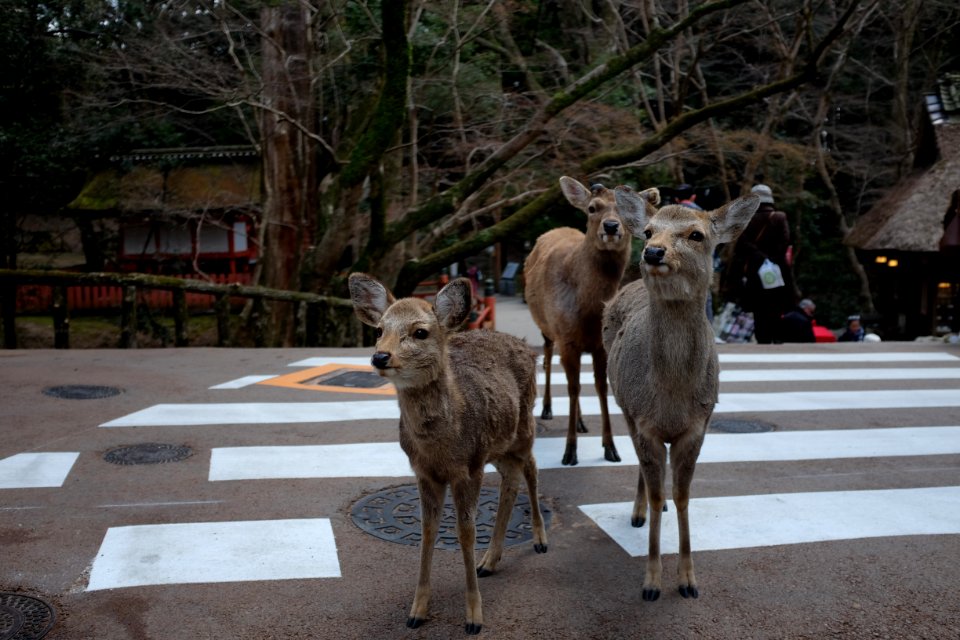 Nara, Japan, Outside