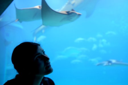 Stingray, Lighting, Face