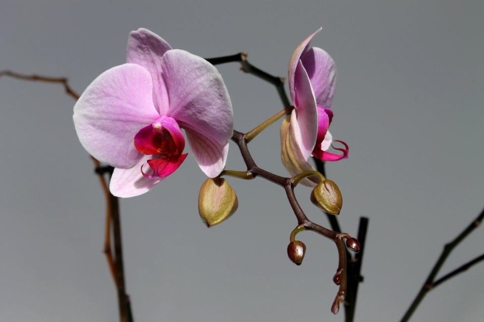 Botanical, Nature, Flower