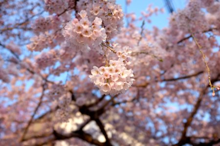 Japan, Tokyo, Nature