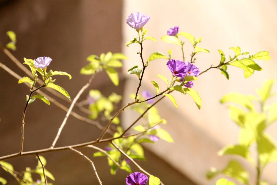 Branches, Small flowers, Nature