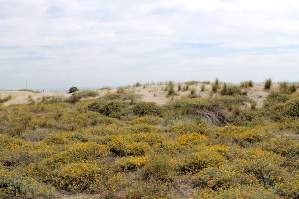 Mediterrneo, Arena, Dunas